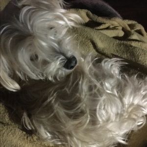 Meet your Posher, Bonnie